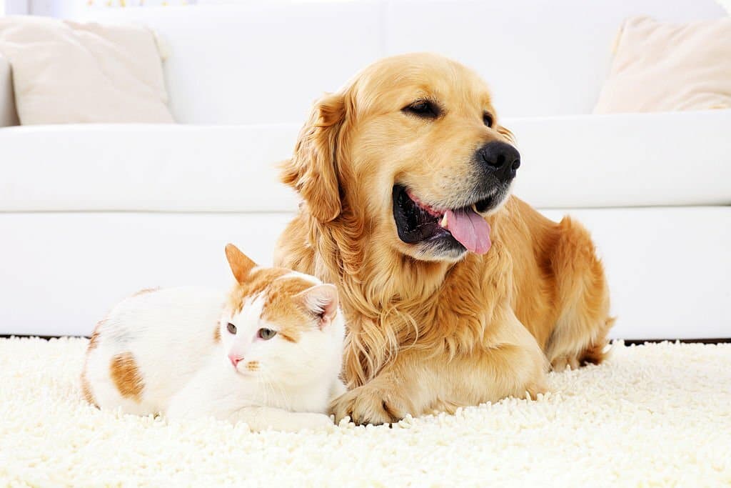 Carpet ruined by pet urine