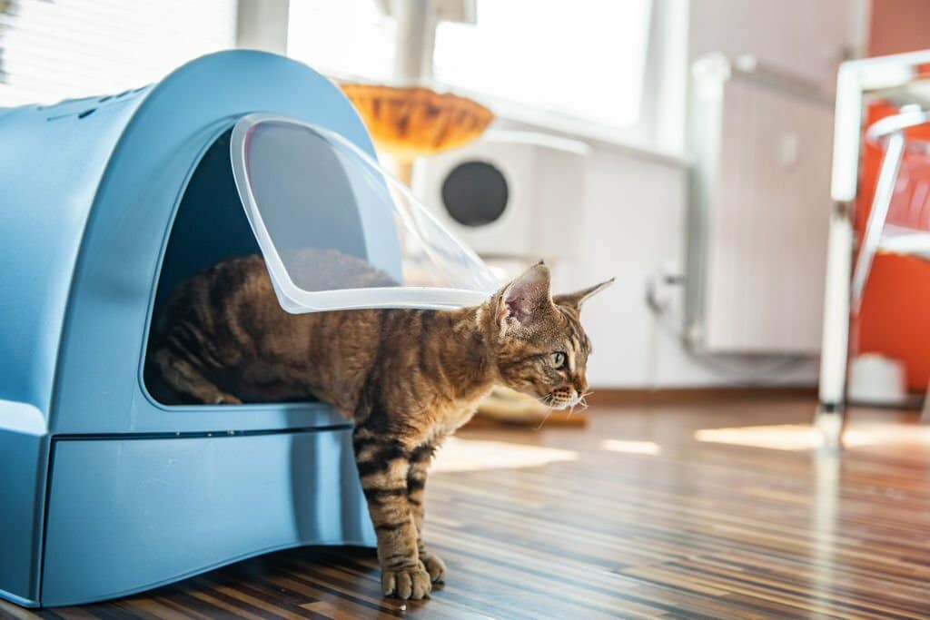 Cat proofing carpets