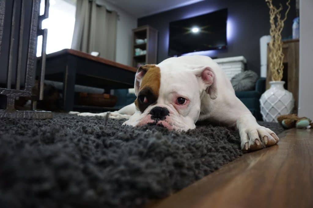 Pet friendly carpet cleaning in Middleton Ma